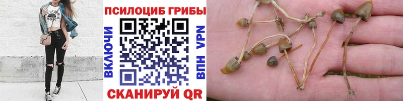 где купить   omg онион  Галлюциногенные грибы Magic Shrooms  Чердынь 
